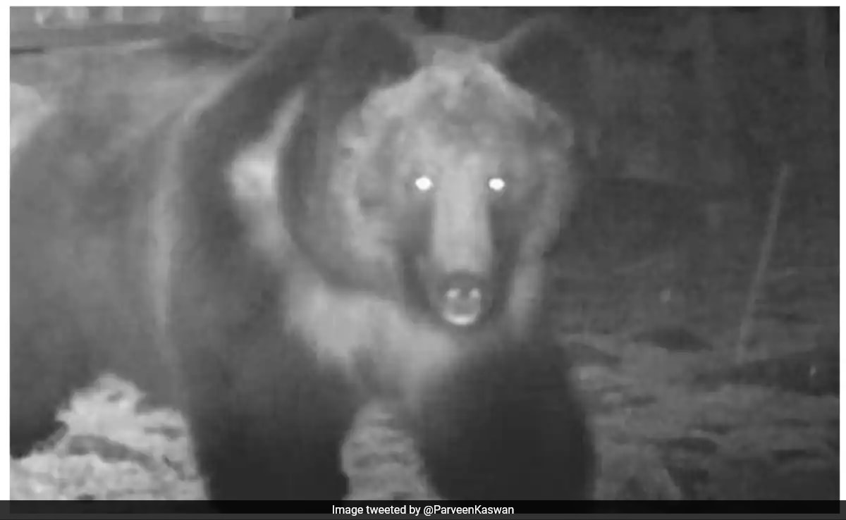 Forest Officer Shares Pics Of Rare Tibetan Brown Bear Spotted In Sikkim: ''So Much India...'' - Vimarsana News