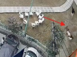 On Camera, Pack Of Stray Dogs Attacks Child In Ghaziabad Apartment Complex On Camera, Pack Of Stray Dogs Attacks Child In Ghaziabad Apartment Complex