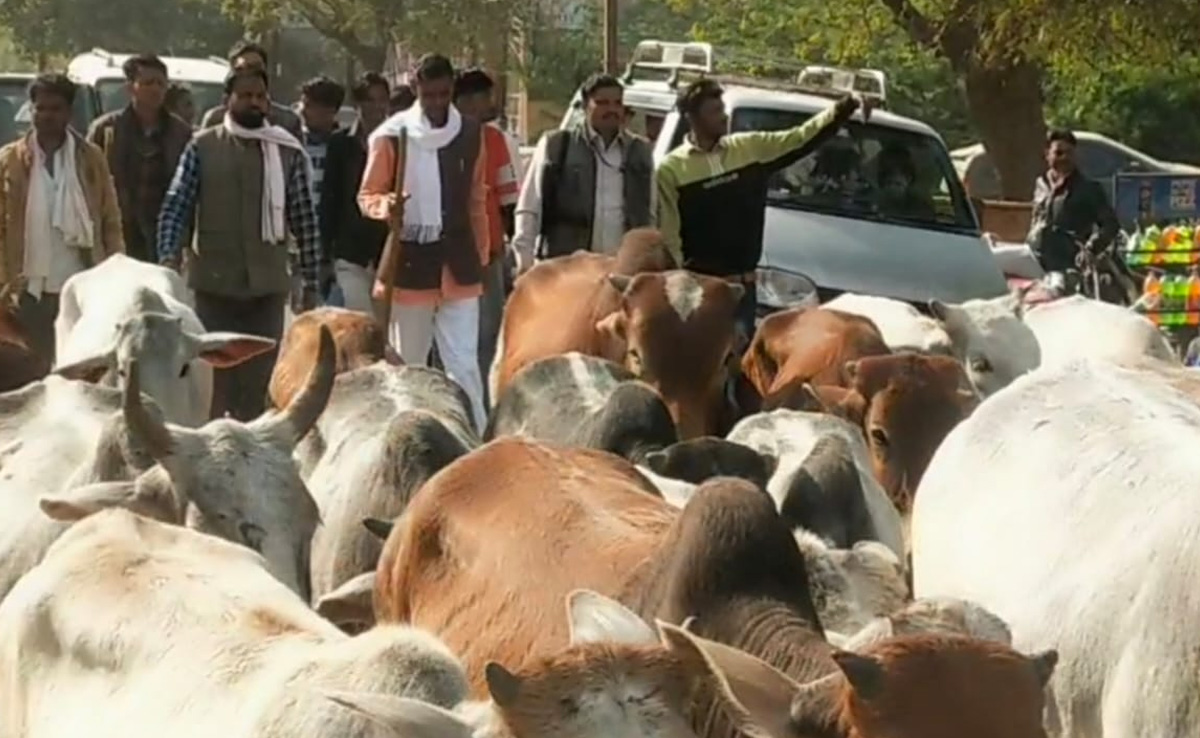 Sheopur : 300 गायों को हांकते हुए कलेक्ट्रेट पहुंचे कांग्रेस विधायक, बोले- प्रबंध नहीं किया तो अगली बार करूंगा...