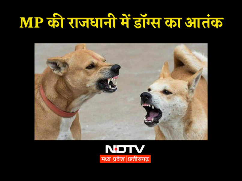 Dog Bite Case in Bhopal : इनाम घोषित होने के बाद, महापौर ने ली बैठक, कहा-इंटरनल व्यवस्था करेंगे मजबूत