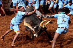 Tamil Nadu To Start IPL-Like Matches To Revolutionise Jallikattu Festival Tamil Nadu To Start IPL-Like Matches To Revolutionise Jallikattu Festival