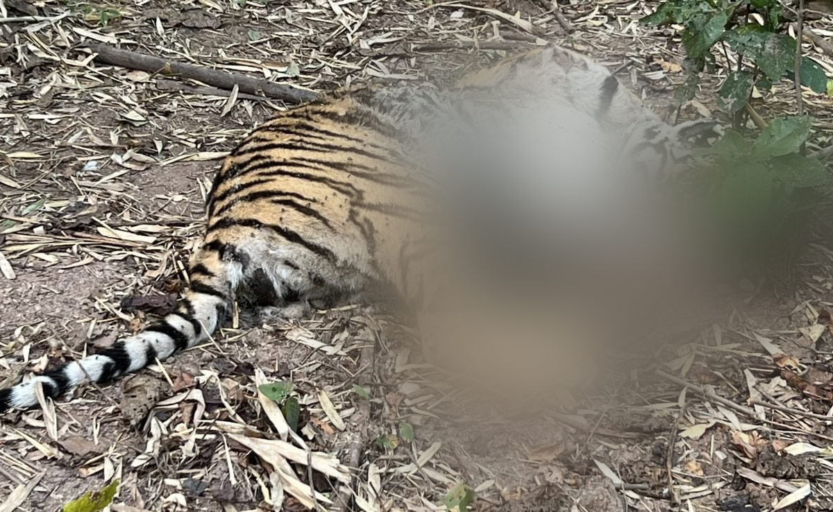 Tigress Found Dead After "Territorial Fight" Between Tigers In Telangana