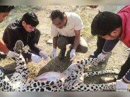 राजसमंद: संदिग्ध अवस्था में मृत मिला पैंथर, पोस्टमार्टम में डॉक्टर ने किया यह खुलासा राजसमंद: संदिग्ध अवस्था में मृत मिला पैंथर, पोस्टमार्टम में डॉक्टर ने किया यह खुलासा