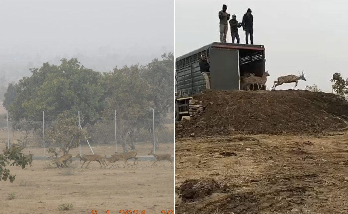 गांधी सागर अभ्यारण्य बनेगा चीतों का नया ठिकाना, भोजन के लिए लाए जा रहे 1400 हिरण-चीतल