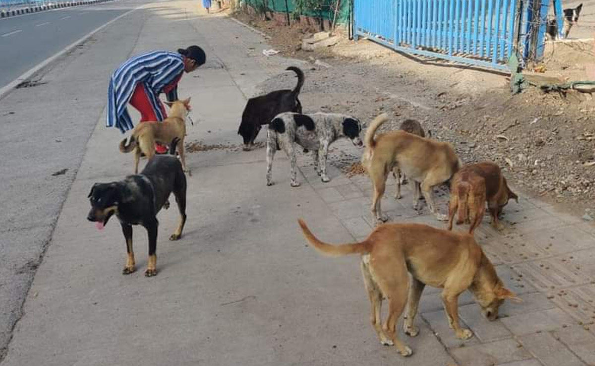 15 साल में भी इंदौर नहीं बन पाया 'डॉग फ्री' शहर, नसबंदी प्रोग्राम चलाने के बावजूद नहीं कम हुए डॉग बाइट के मामले
