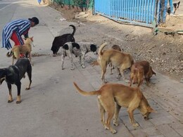 कुत्तों के कान काटकर छोड़ दिए! नसबंदी के नाम पर हुआ लाखों का घोटाला, खुलासा होते ही मचा हड़कंप