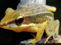 Mushroom Sprouting From Frog's Side In Western Ghats Baffles Scientists Mushroom Sprouting From Frog's Side In Western Ghats Baffles Scientists