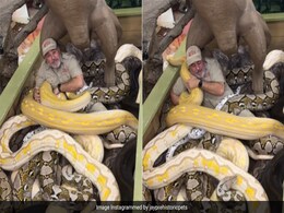 विशाल अजगरों से भरे बक्से में बैठकर उनके साथ मस्ती करता दिखा शख्स, Video देख खड़े हो जाएंगे रोंगटे विशाल अजगरों से भरे बक्से में बैठकर उनके साथ मस्ती करता दिखा शख्स, Video देख खड़े हो जाएंगे रोंगटे