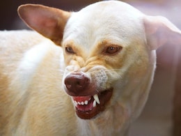 First Aid Tips For Dog Bites: What You Should Know First Aid Tips For Dog Bites: What You Should Know