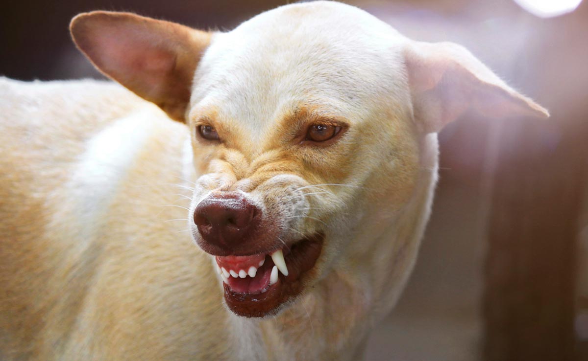 First Aid Tips For Dog Bites: What You Should Know