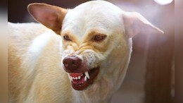 Chhattisgarh में नहीं थम रहा कुत्तों का आतंक... सामने आए Dog Bite के डराने वाले आंकड़े