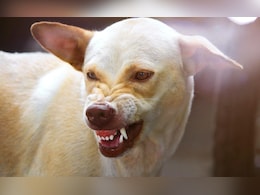 Chhattisgarh में नहीं थम रहा कुत्तों का आतंक... सामने आए Dog Bite के डराने वाले आंकड़े