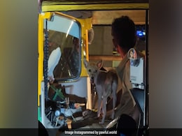 कुत्ते को गोद में बैठाकर ऑटो चला रहा था ड्राइवर, वायरल Video देख लोग करने लगे इस शहर की तारीफ कुत्ते को गोद में बैठाकर ऑटो चला रहा था ड्राइवर, वायरल Video देख लोग करने लगे इस शहर की तारीफ