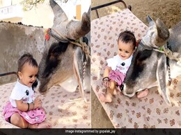 गाय के साथ बड़े प्यार से खेलती दिखी छोटी बच्ची, गाय ने भी किया खूब दुलार, Video देख आपको भी हो जाएगा प्यार गाय के साथ बड़े प्यार से खेलती दिखी छोटी बच्ची, गाय ने भी किया खूब दुलार, Video देख आपको भी हो जाएगा प्यार