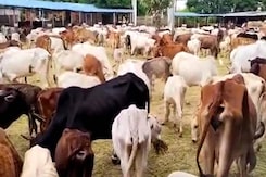 विदिशा के गौशालाओं में गायों की स्थिति खराब, कौन जिम्मेदार? विदिशा के गौशालाओं में गायों की स्थिति खराब, कौन जिम्मेदार?