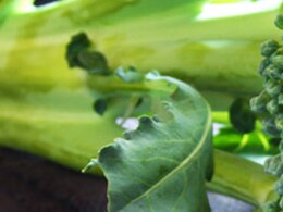 Skin Health: सेहत ही नहीं स्किन के लिए भी वरदान है ब्रोकली, आज ही बनाइए Broccoli Facial Mask Skin Health: सेहत ही नहीं स्किन के लिए भी वरदान है ब्रोकली, आज ही बनाइए Broccoli Facial Mask