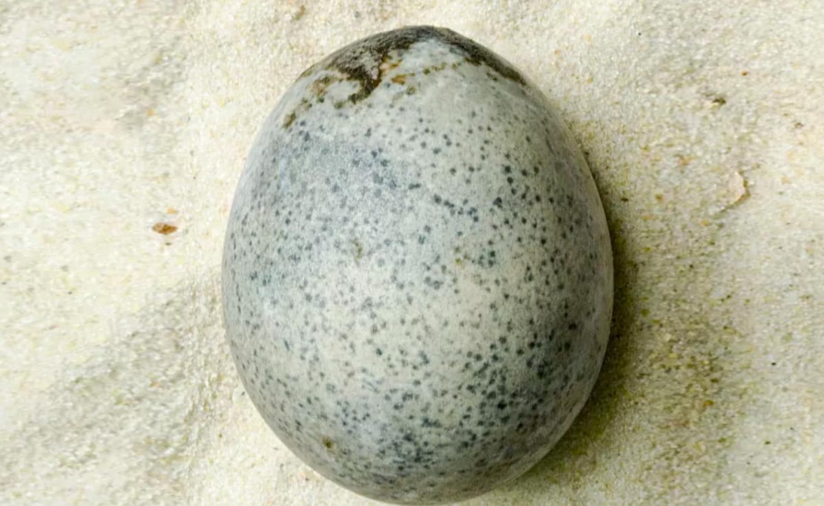 1700-Year-Old Chicken Egg With Liquid Inside Discovered In England - Vimarsana News
