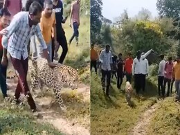 भीड़ ने तेंदुए को समझ लिया खिलौना, Video देख आंखों पर नहीं होगा यकीन भीड़ ने तेंदुए को समझ लिया खिलौना, Video देख आंखों पर नहीं होगा यकीन