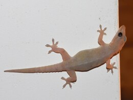 घर की हर दीवार पर छिपकली ने बना लिया है अड्डा, तो इस तरह बिना मारे Lizards को भगा सकते हैं आप  घर की हर दीवार पर छिपकली ने बना लिया है अड्डा, तो इस तरह बिना मारे Lizards को भगा सकते हैं आप