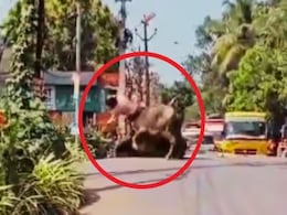 बीच सड़क पर गुस्साई भैंस ने मचाया तांडव, स्कूटी सवार को उठाकर पटका, दिन में दिखाए तारे बीच सड़क पर गुस्साई भैंस ने मचाया तांडव, स्कूटी सवार को उठाकर पटका, दिन में दिखाए तारे