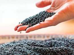 मसूर दाल देखकर आप भी चिढ़ाते हैं मुंह, तो पहले जान लीजिए इसके 8 गजब फायदे, आज से ही कर लगेंगे सेवन