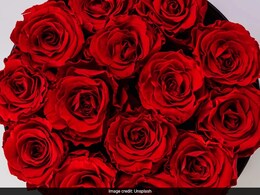 Organic Fertilizer: गार्डन में नहीं खिल रहे हैं गुलाब के फूल? ऐसे आसानी से बना सकते हैं खाद