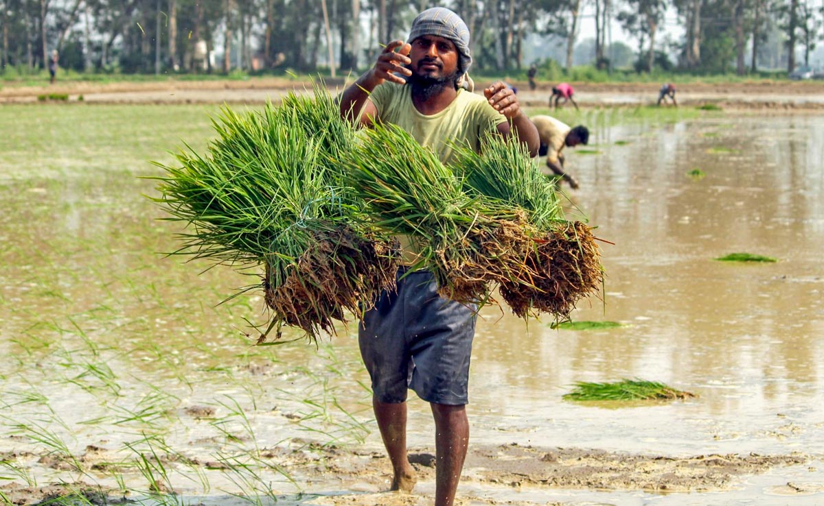 Rajasthan Politics: राजस्थान सरकार के इस फैसले से 25 लाख किसान परिवारों को मिलेगा सीधा फायदा