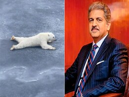 बर्फ की परत पर रेंगता दिखा Polar Bear, आनंद महिंद्रा ने शेयर किया Video, स्टॉक मार्केट में निवेश को लेकर दी ये सलाह बर्फ की परत पर रेंगता दिखा Polar Bear, आनंद महिंद्रा ने शेयर किया Video, स्टॉक मार्केट में निवेश को लेकर दी ये सलाह