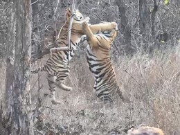 कूद-कूदकर आपस में लड़ने लगे दो बाघ, रोमांचित नज़ारे को लोगों ने किया रिकॉर्ड, देखें VIDEO 