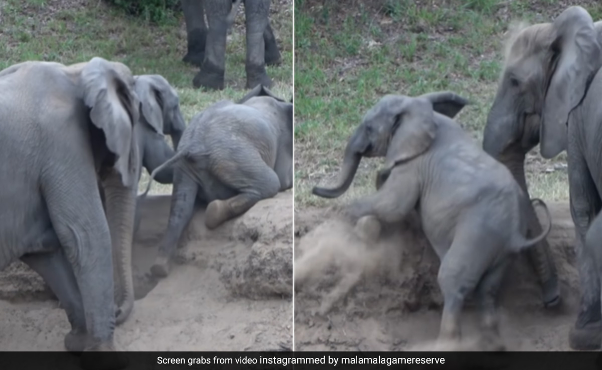 ऊंचाई पर चढ़ने के लिए लगातार संघर्ष करता रहा हाथी का बच्चा, आखिर में जो हुआ, आपको जरूर देखना चाहिए