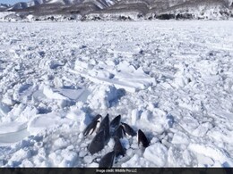 Pod Of Orca Whales Trapped In Sea Of Ice Off Japan's Coast, Officials Say They Have "No Choice But To Wait" Pod Of Orca Whales Trapped In Sea Of Ice Off Japan's Coast, Officials Say They Have "No Choice But To Wait"
