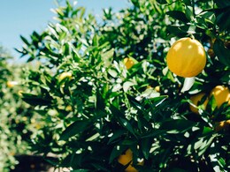 Trick For Lemon Tree: बस नींबू की पौधे की जड़ में डाल दें ये चीज, पूरे साल फल से लदा रहेगा पेड़