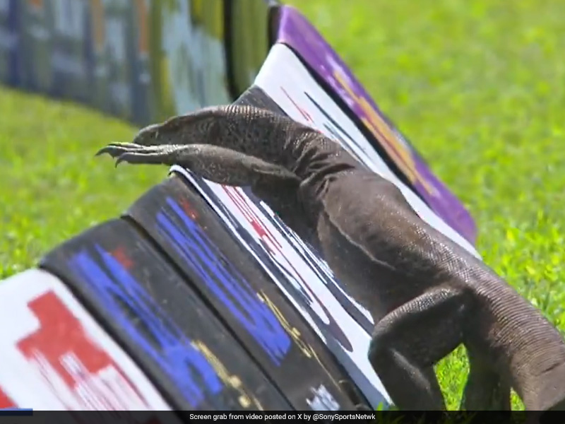 Watch: Monitor Lizard Enters Ground, Halts Sri Lanka vs Afghanistan One-Off Test
