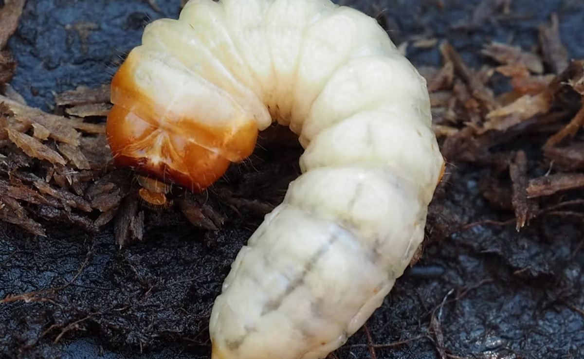 सूज गए थे होंठ, नाक से रुक-रुक कर आ रहा था खून, देखकर डॉक्टरों के उड़े होश, नाक में रेंगते मिले 150 जिंदा कीड़े