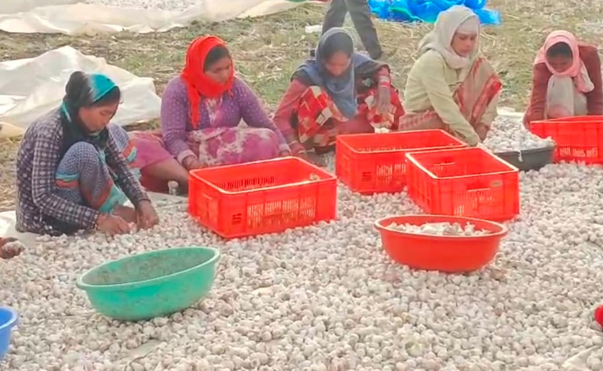 लहसुन की महिमा ! छिंदवाड़ा में किसान ने 25 लाख की लागत पर कमाया 1 करोड़ का मुनाफा