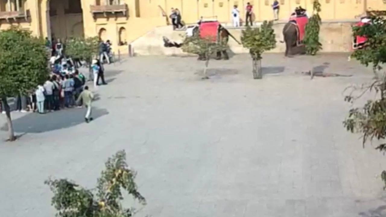 Elephant Attack:आमेर में भड़की हथिनी की गलती की सजा, क्या बंद हो जाएगा इन परिवारों का चूल्हा?