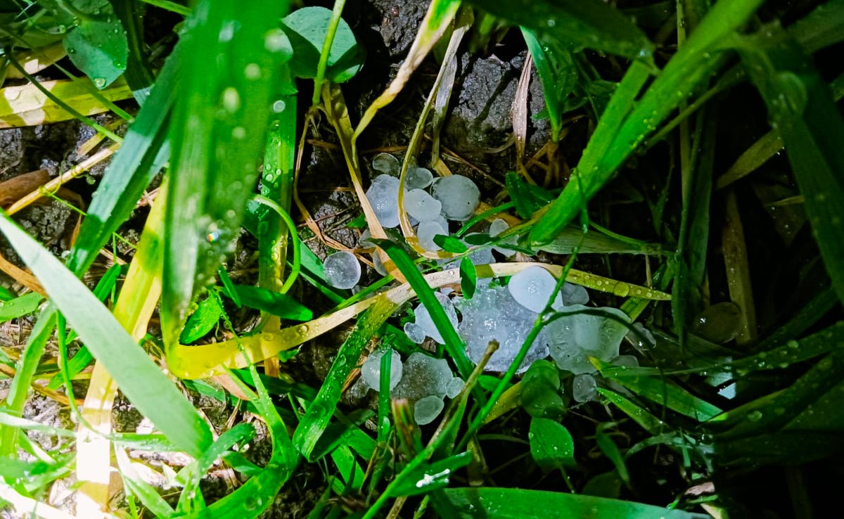 Madhya Pradesh : रीवा में अचानक बारिश और ओले गिरने से तबाह हुई फसल, किसानों की बढ़ी चिंता 