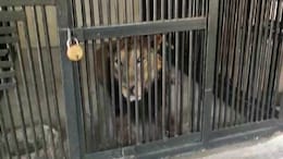 Man Enters Lion Enclosure In Zoo, Reportedly For A Selfie, Mauled To Death