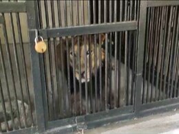 Man Enters Lion Enclosure In Zoo, Reportedly For A Selfie, Mauled To Death Man Enters Lion Enclosure In Zoo, Reportedly For A Selfie, Mauled To Death