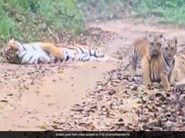बाघिन आराम कर रही थी, शावक उससे खेलने की ज़िद कर रहे थे, मां और बच्चों का प्यारा Video देख बन जाएगा दिन बाघिन आराम कर रही थी, शावक उससे खेलने की ज़िद कर रहे थे, मां और बच्चों का प्यारा Video देख बन जाएगा दिन
