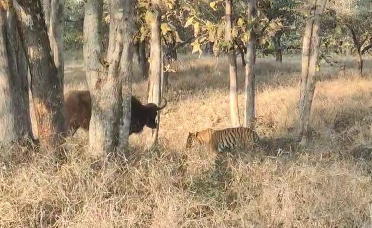 बाघ का डटकर सामना करता दिखा दिलेर बायसन! सतपुड़ा टाइगर रिजर्व पार्क से हुआ वीडियो वायरल