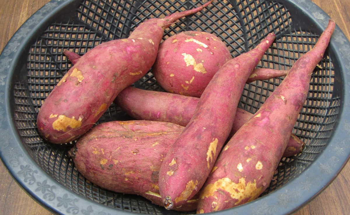 shakarkandi khane ke fayde,sweet potato recipes, sweet potato nutrition Latest and Breaking News on NDTV