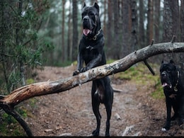 Woman Mauled To Death By Her Own XL Bully Dogs At Home In East London Woman Mauled To Death By Her Own XL Bully Dogs At Home In East London