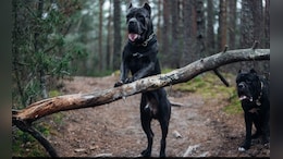 Over 100 XL Bully Dogs Killed Per Month Since Ban In England And Wales: Report