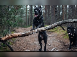 Over 100 XL Bully Dogs Killed Per Month Since Ban In England And Wales: Report