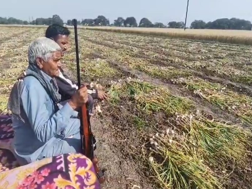 लहसुन की कीमतों ने छुआ आसमान! यहां बंदूक और CCTV से फसल की सुरक्षा करने लगे किसान