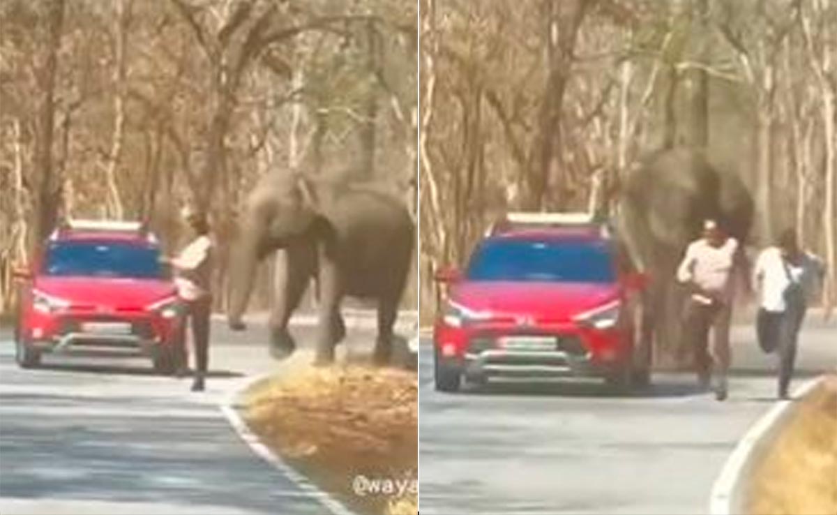 बांदीपुर नेशनल पार्क: सेल्फी लेने गए पर्यटकों को हाथी ने दौड़ाया, पैरों के नीचे आते-आते बचा युवक, देखें वीडियो