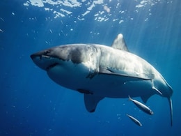 Shark Attack Frenzy: Fatalities Double Worldwide, Australia Hit Hardest Shark Attack Frenzy: Fatalities Double Worldwide, Australia Hit Hardest