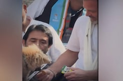 "How Have Dogs Harmed BJP?": Rahul Gandhi Responds To Viral Puppy Video "How Have Dogs Harmed BJP?": Rahul Gandhi Responds To Viral Puppy Video