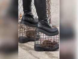 पहले कभी नहीं देखा होगा ऐसा फैशन, जीते जागते चूहों पर धर दिया पैर, चूहेदानी से बना लिया हील्स वाले जूते पहले कभी नहीं देखा होगा ऐसा फैशन, जीते जागते चूहों पर धर दिया पैर, चूहेदानी से बना लिया हील्स वाले जूते